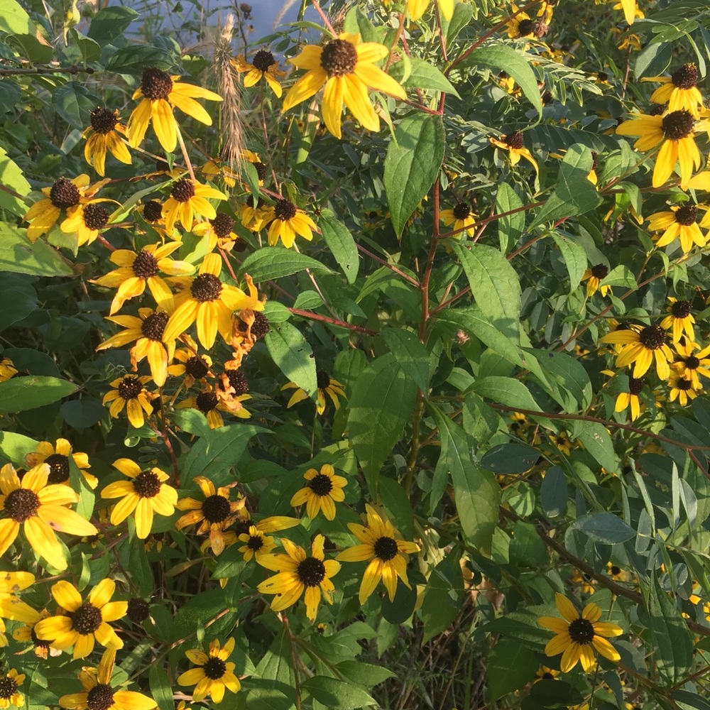 Meet your Posher, Lizzy